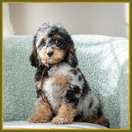 Spike - Merle male Cockapoo puppy in Connersville, Indiana from Deaz Doodle Ranch