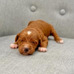 Joan - Red  female Goldendoodle puppy in Queen Creek, Arizona from Goldendoodle AZ