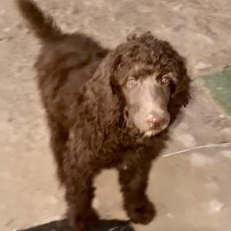 Scooby - Cafe au lait male Poodle puppy in Meadowbrook, California from Standard Poodle Pups