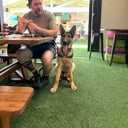 German Shepherd Puppies from Shepherds of the Hundred Acres