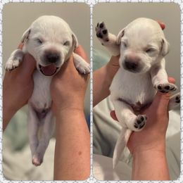 Labrador Retriever Puppies from Moca's Labrador's