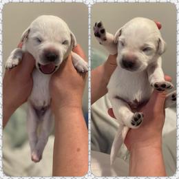Labrador Retriever Puppies from Moca's Labrador's