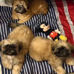 Shih Tzu Puppies from Shih-tzu Dynasty
