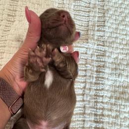 Comet - Chocolate - Chocolate male Dachshund puppy in Little Elm, Texas from HotDachs