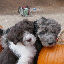 Labradoodle puppies from Daisy's Labradoodles