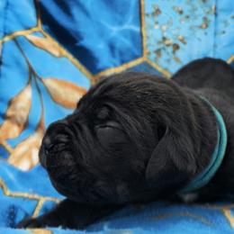Light Blue Collar aka Jackie Welles - Black male Cane Corso puppy in Houston, Texas from Zenith Cane Corso