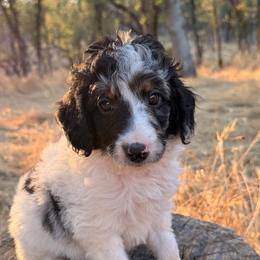 Sage - Phantom male Goldendoodle puppy in Redding, California from O’Hara  Doodles