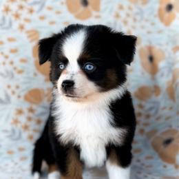 Hulk - Black tri male Toy Australian Shepherd puppy in Liberty Hill, Texas from Pistol Paws Aussies