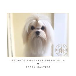 Amethyst - Maltese