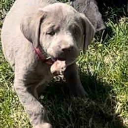 Dilute Retrievers and Labrador Retrievers from Silver Labrador of Southern California