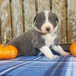 Girl 4 - Slate Border Collie puppy in Conway, Missouri from Cook Family Farms