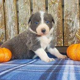 Girl 4 - Slate Border Collie puppy in Conway, Missouri from Cook Family Farms