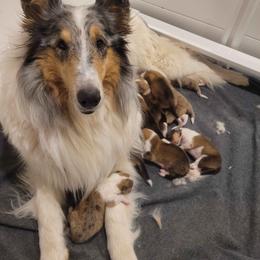 To be announced 4 - Sable and white male Collie puppy in Mattoon, Illinois from Gold Leaf Collies