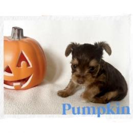 Yorkshire Terrier Puppies from Vanessa Alvarez