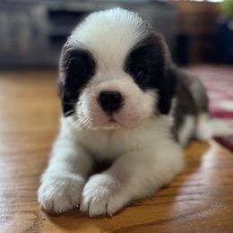 Red Collar M - Brown and white male Saint Bernard puppy in New York from Johnson Farms