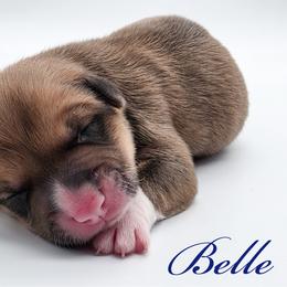Belle - Red female Pembroke Welsh Corgi puppy in Aumsville, Oregon from West Coast Corgi