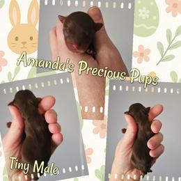 Max - Chocolate and tan male Yorkshire Terrier puppy in Wartburg, Tennessee from Amanda's Precious Pups