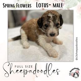 Lotus/Cu - Fawn and white Sheepadoodle puppy in Bloomfield, New Jersey from C3 Sheepadoodles