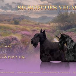 Vegas - Scottish Terrier