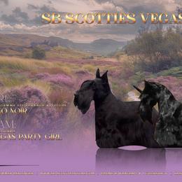 Vegas - Scottish Terrier