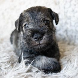 Furby - Salt and pepper male Miniature Schnauzer puppy in Folkston, Georgia from Poplar Creek Miniature Schnauzers