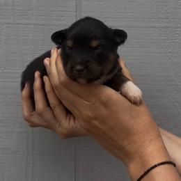 Squirrel - Black tri male Toy Australian Shepherd puppy in North Lakeport, California from Wild Rose Ranch