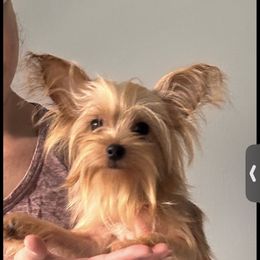 Lili - Gold female Yorkshire Terrier puppy in Cape Coral, Florida from Katherine’s Yorkies and Poodles