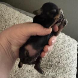 Black tan - Black and tan male Cocker Spaniel puppy in Soddy Daisy, Tennessee from Kaleidoscopic Creations