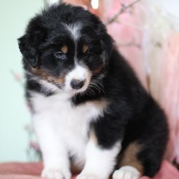 Australian Shepherd Puppies from Cloverdale Australian Shepherds