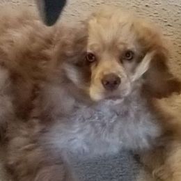 Cuddle Bug Cutie - Cocker Spaniel