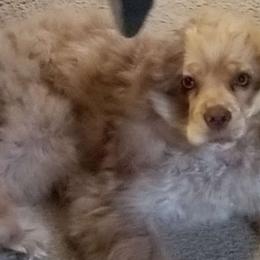 Cuddle Bug Cutie - Cocker Spaniel