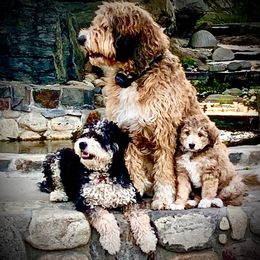 Bernedoodles from Lakeview Ranch
