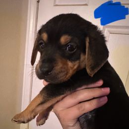 Chihuahua and Dachshund Puppies from Wienie_gang