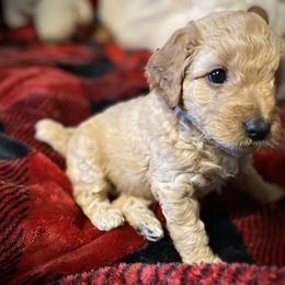 Goldendoodle Puppies from Smith Family Doodles