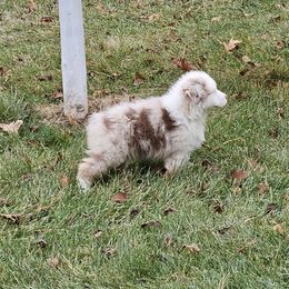 Boy 2 - Red merle Australian Shepherd puppy in Marshall, Michigan from RR Australian Shepherds