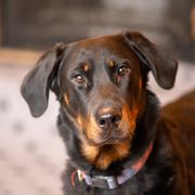 Soter - Beauceron