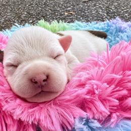 Pearl - White female American Staffordshire Terrier puppy in Marietta, Georgia from Ambition Amstaffs