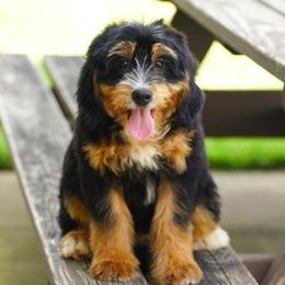 Barbie - Tri-color female Bernedoodle puppy in Dundee, Ohio from Down Home Doodle