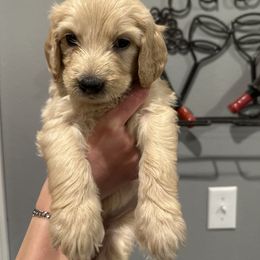 Girl 3 - female Goldendoodle puppy in Pueblo West, Colorado from German Family Goldendoodles