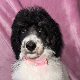 Juliet - Parti female Poodle puppy in League City, Texas from Chauffeured Poodles