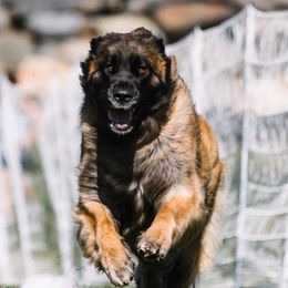 Presley - Leonberger