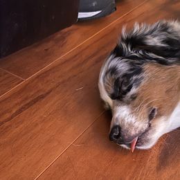 Miniature Australian Shepherd Puppies from Rebel Creek Mini Aussies