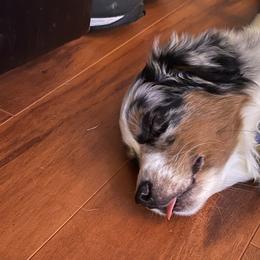 Miniature Australian Shepherd Puppies from Rebel Creek Mini Aussies