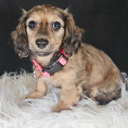 Dachshund Puppies from Mighty Paws Manor