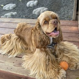 Canelo - Cocker Spaniel