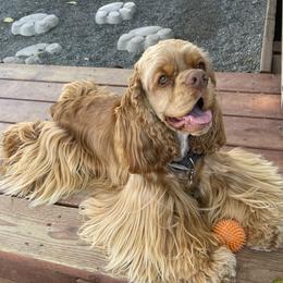 Canelo - Cocker Spaniel