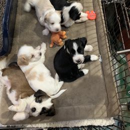 Tibetan Terrier Puppies from Kham Ra Tibetans
