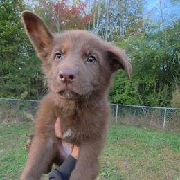 Tim Horton - Liver male German Shepherd puppy in Winston Salem, North Carolina from Samtastic Shepherds