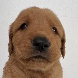 Hulu Girl 1 - Dark golden female Golden Retriever puppy in Fort Morgan, Colorado from Golden Girls Kennels, LLC