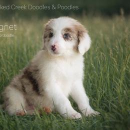 Chick Magnet - Red merle male Bordoodle puppy in Woodruff, South Carolina from Crooked Creek Doodles and Poodles